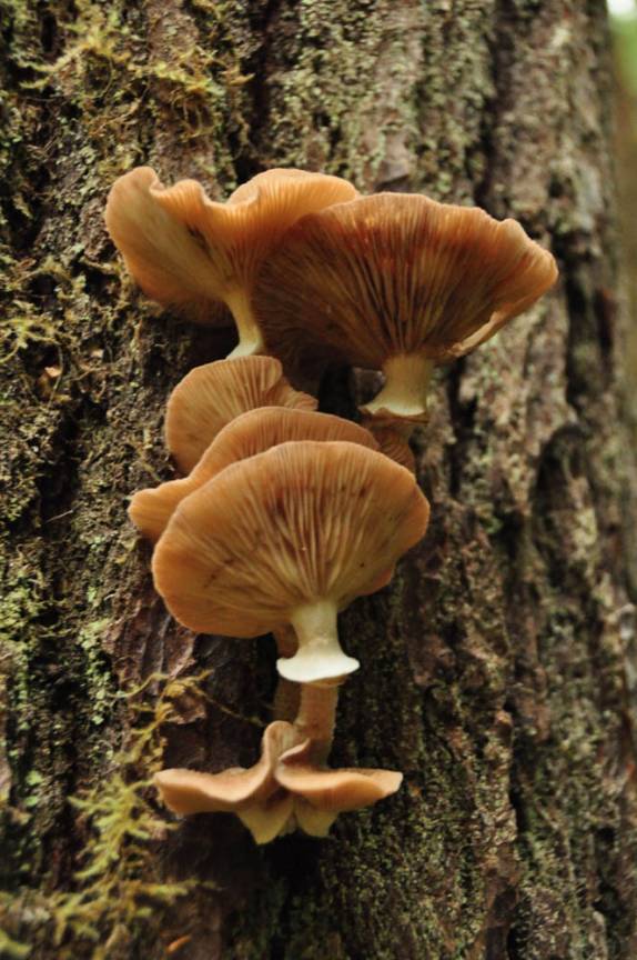 Cogumelos crescem na floresta úmida na região de Tofino, na British Columbia, no Canadá